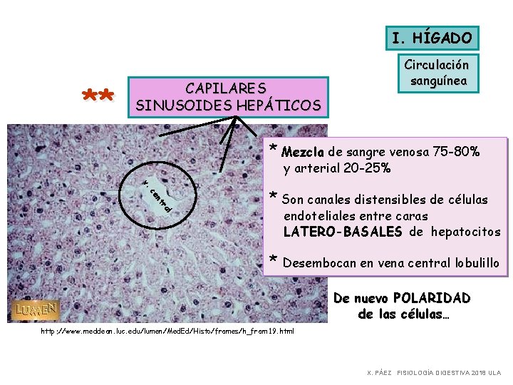 I. HÍGADO ** Circulación sanguínea CAPILARES SINUSOIDES HEPÁTICOS * Mezcla de sangre venosa 75