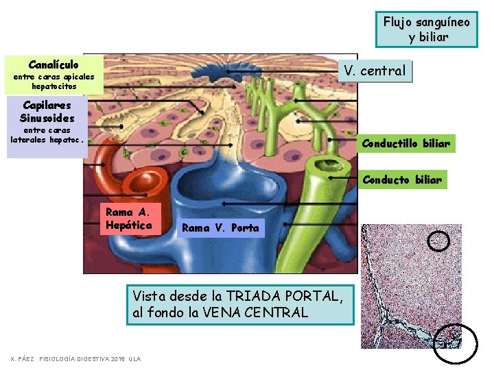 Flujo sanguíneo y biliar Canalículo V. central entre caras apicales hepatocitos Capilares Sinusoides entre