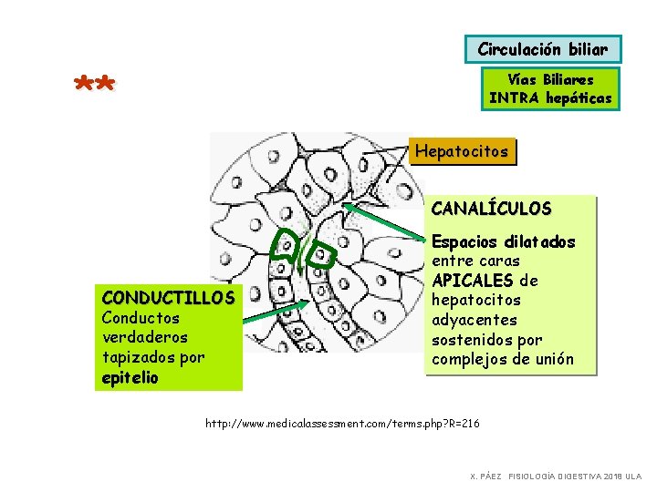 Circulación biliar ** Vías Biliares INTRA hepáticas Hepatocitos CANALÍCULOS CONDUCTILLOS Conductos verdaderos tapizados por