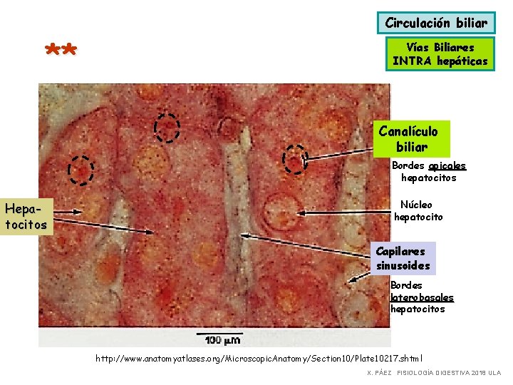 Circulación biliar ** Vías Biliares INTRA hepáticas Canalículo biliar Bordes apicales hepatocitos Hepatocitos Núcleo