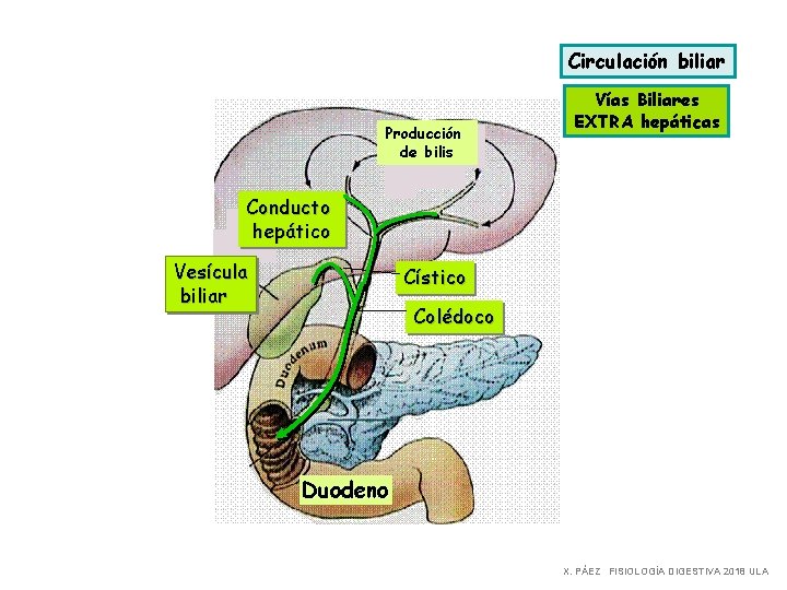 Circulación biliar Producción de bilis Vías Biliares EXTRA hepáticas Conducto hepático Vesícula biliar Cístico