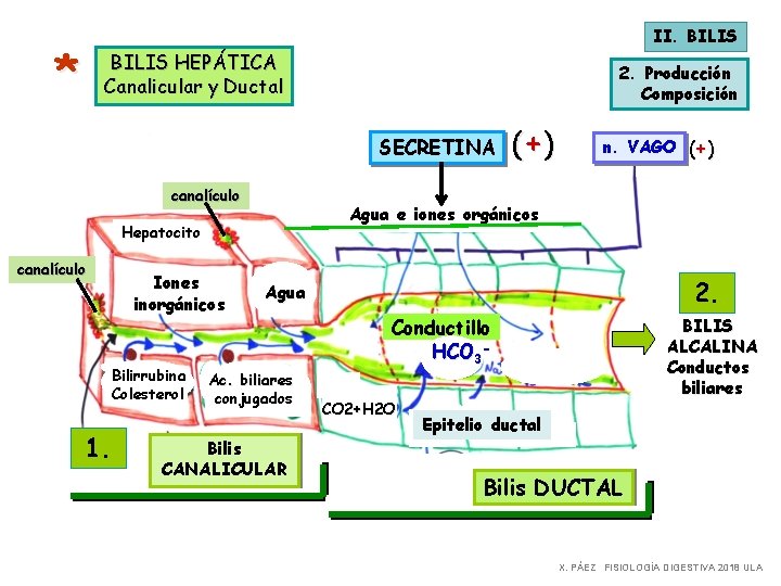 II. BILIS * BILIS HEPÁTICA Canalicular y Ductal 2. Producción Composición SECRETINA canalículo Iones