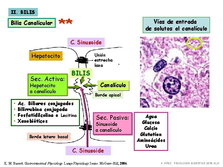 II. BILIS Bilis Canalicular ** Vías de entrada de solutos al canalículo C. Sinusoide