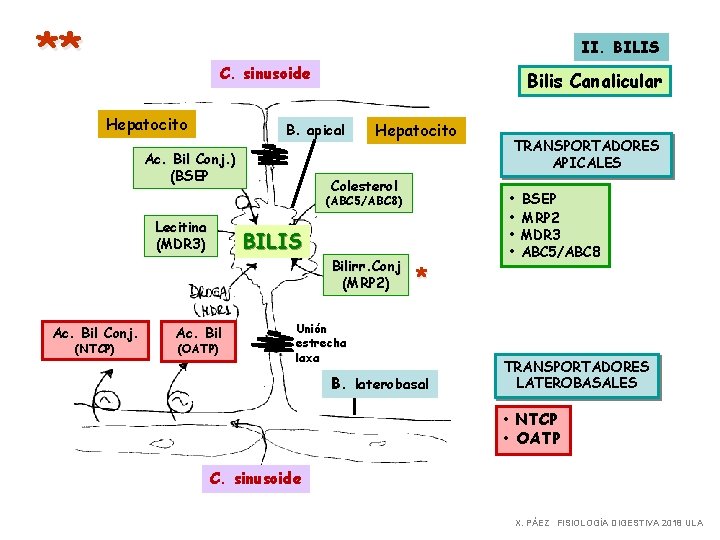 ** II. BILIS C. sinusoide Hepatocito Bilis Canalicular B. apical Ac. Bil Conj. )