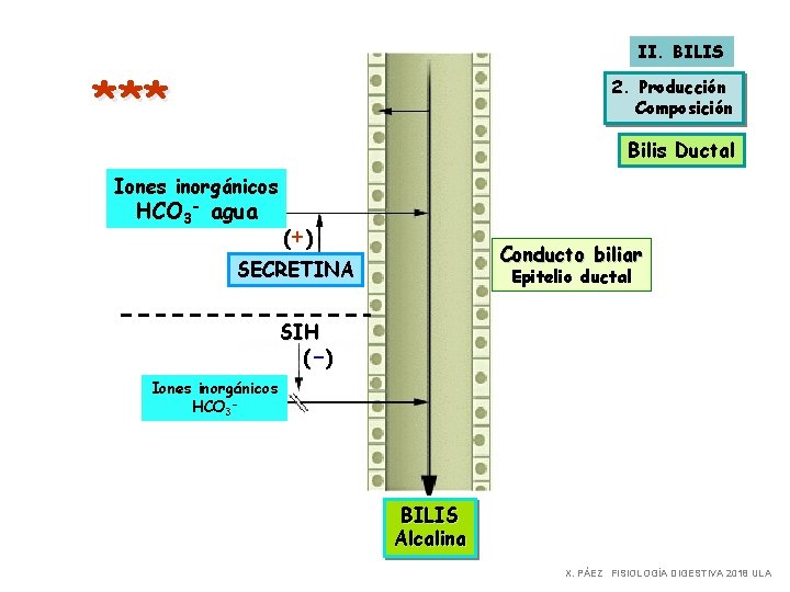 II. BILIS *** 2. Producción Composición Bilis Ductal Iones inorgánicos HCO 3 - agua