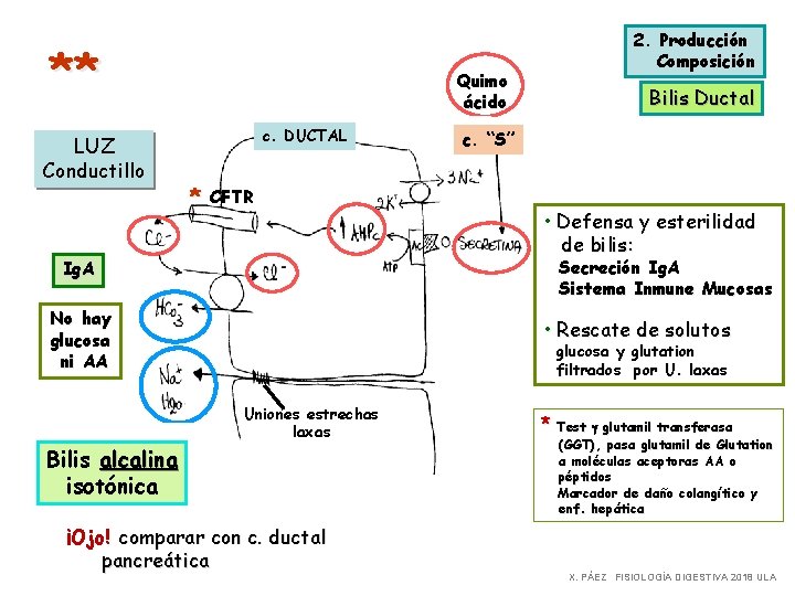 ** LUZ Conductillo Quimo ácido c. DUCTAL * CFTR 2. Producción Composición Bilis Ductal