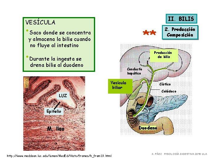 II. BILIS VESÍCULA • Saco donde se concentra ** y almacena la bilis cuando
