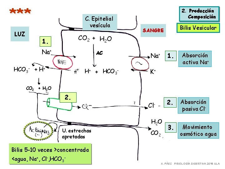 *** LUZ C. Epitelial vesícula CO 2 + H 2 O 1. Na+ AC