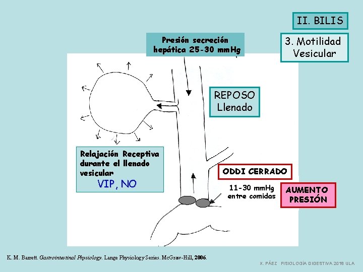 II. BILIS 3. Motilidad Vesicular Presión secreción hepática 25 -30 mm. Hg REPOSO Llenado