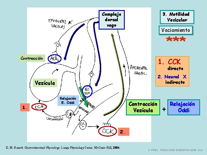 Complejo dorsal vago 3. Motilidad Vesicular Vaciamiento *** Contracción 1. CCK directo 2. Neural