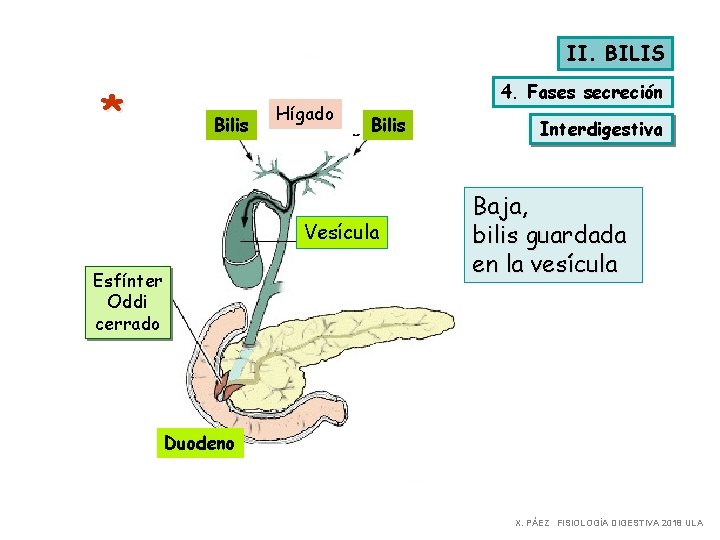 II. BILIS * Bilis Hígado 4. Fases secreción Bilis Vesícula Esfínter Oddi cerrado Interdigestiva