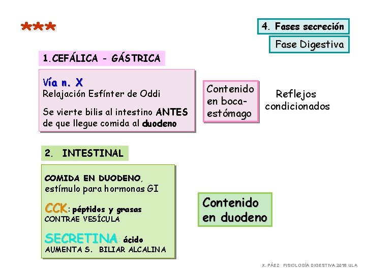 *** 4. Fases secreción Fase Digestiva 1. CEFÁLICA - GÁSTRICA Vía n. X Relajación