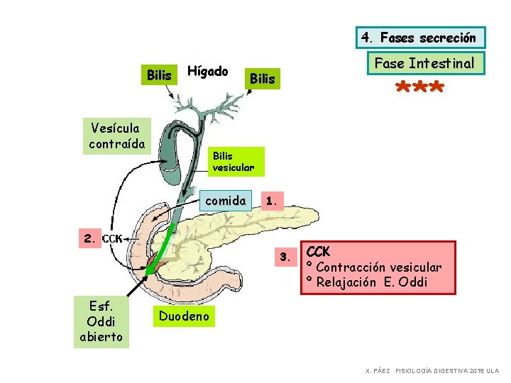 4. Fases secreción Bilis Hígado Vesícula contraída Fase Intestinal Bilis *** Bilis vesicular comida