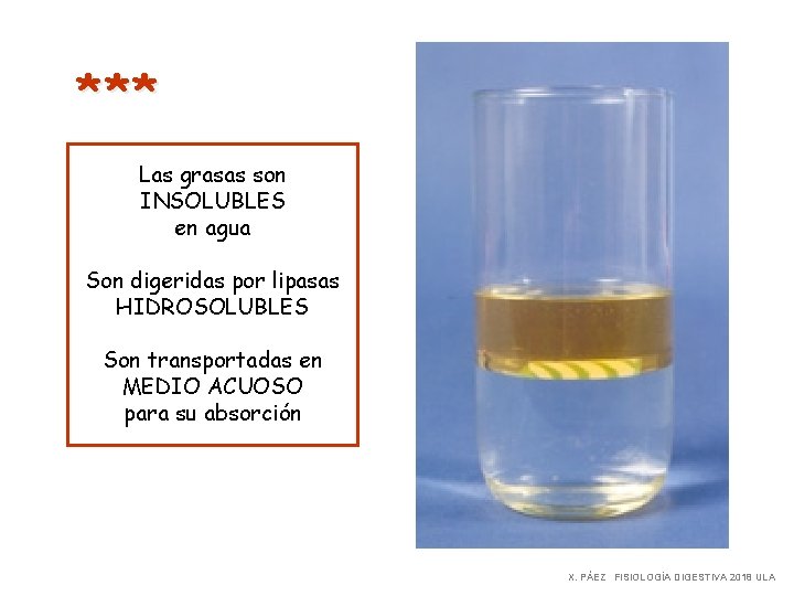 * ** Las grasas son INSOLUBLES en agua Son digeridas por lipasas HIDROSOLUBLES Son