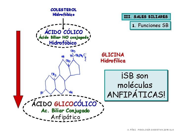 COLESTEROL Hidrofóbico III. SALES BILIARES 1. ÁCIDO CÓLICO Funciones SB Ácido Biliar NO conjugado