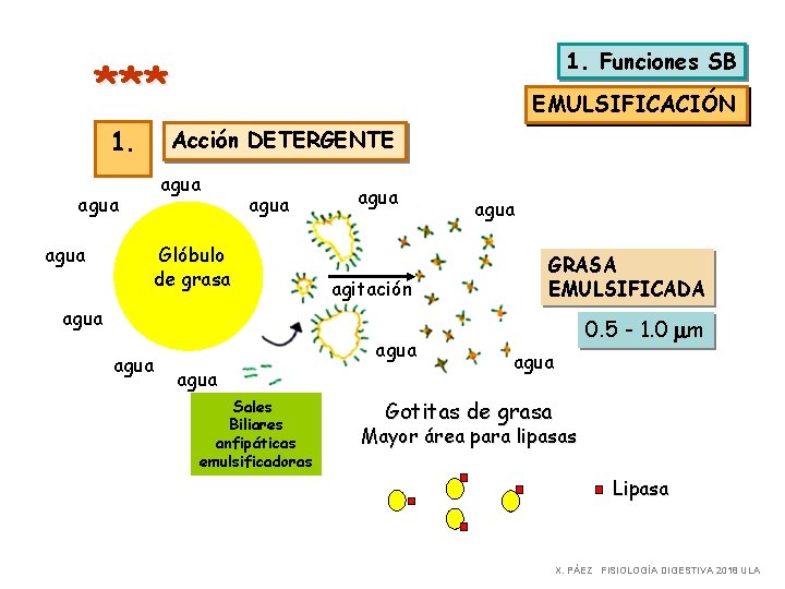 1. Funciones SB *** 1. Acción DETERGENTE agua EMULSIFICACIÓN agua Glóbulo de grasa agua