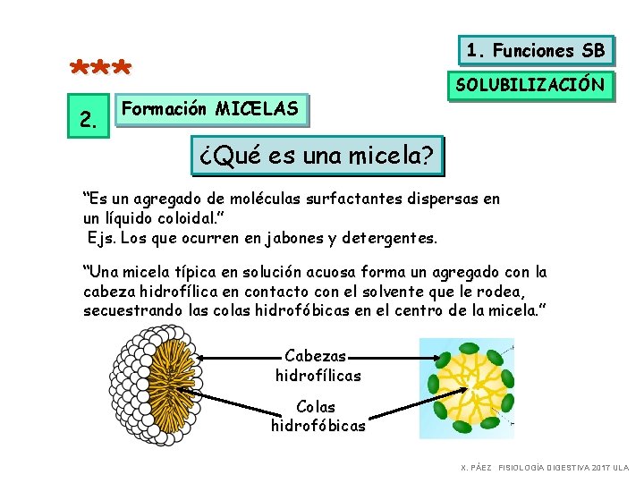1. Funciones SB *** 2. SOLUBILIZACIÓN Formación MICELAS ¿Qué es una micela? “Es un