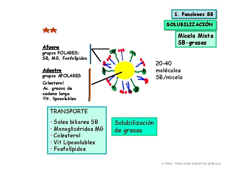 1. Funciones SB SOLUBILIZACIÓN ** Micela Mixta SB-grasas Afuera grupos POLARES: SB, MG, Fosfolípidos