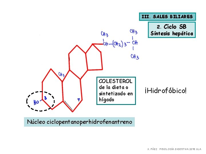 III. SALES BILIARES 2. Ciclo SB Síntesis hepática COLESTEROL de la dieta o sintetizado