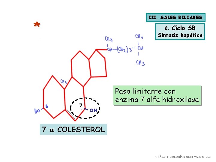 III. SALES BILIARES * 2. Ciclo SB Síntesis hepática 7 Paso limitante con enzima