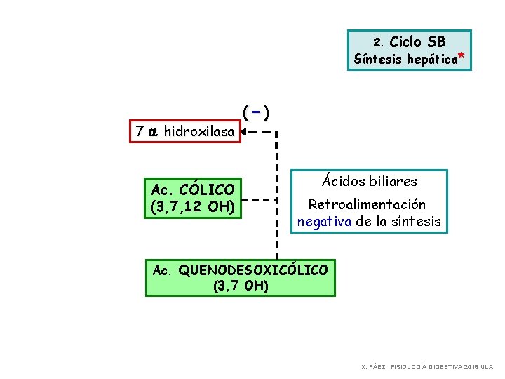 2. Ciclo SB Síntesis hepática* 7 a hidroxilasa Ac. CÓLICO (3, 7, 12 OH)