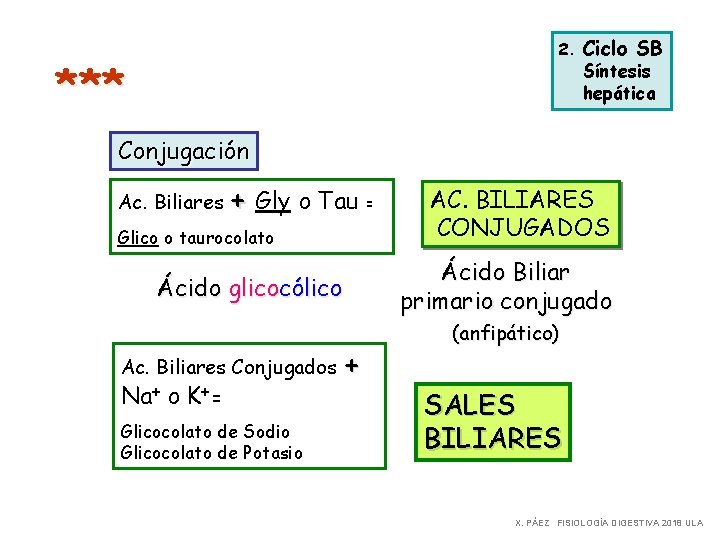 2. *** Ciclo SB Síntesis hepática Conjugación Ac. Biliares + Gly o Tau =