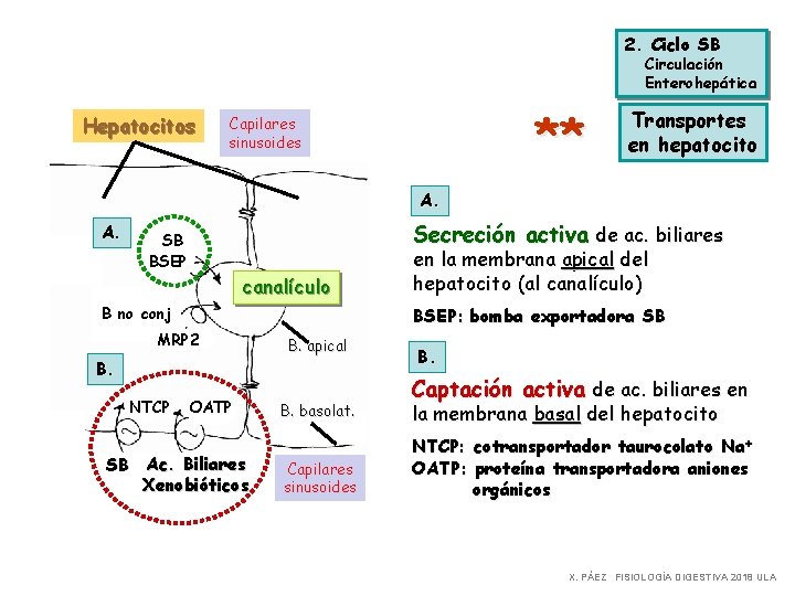 2. Ciclo SB Circulación Enterohepática Hepatocitos ** Capilares sinusoides Transportes en hepatocito A. A.