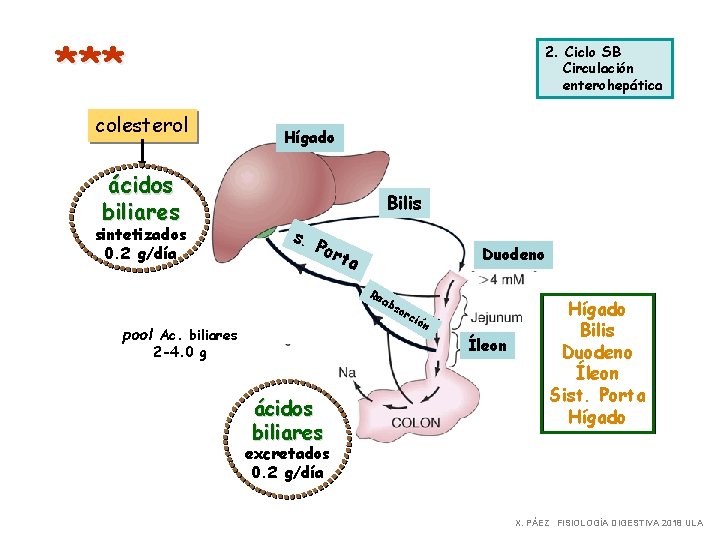 *** 2. Ciclo SB Circulación enterohepática colesterol ácidos biliares sintetizados 0. 2 g/día Hígado