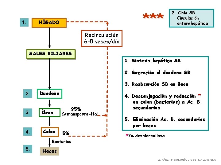 *** HÍGADO 1. 2. Ciclo SB Circulación enterohepática Recirculación 6 -8 veces/día SALES BILIARES