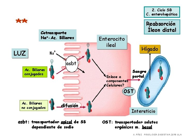 ** 2. Ciclo SB C. enterohepática Cotransporte Na+-Ac. Biliares Reabsorción Íleon distal Enterocito ileal