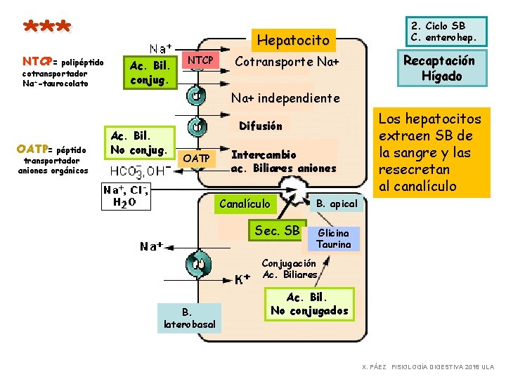 *** NTCP= polipéptido cotransportador Na+-taurocolato OATP= péptido transportador aniones orgánicos Hepatocito Ac. Bil. conjug.