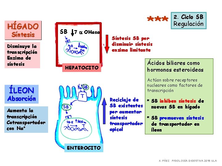 HÍGADO Síntesis Disminuye la transcripción Enzima de síntesis SB 7 a OHasa HEPATOCITO ***
