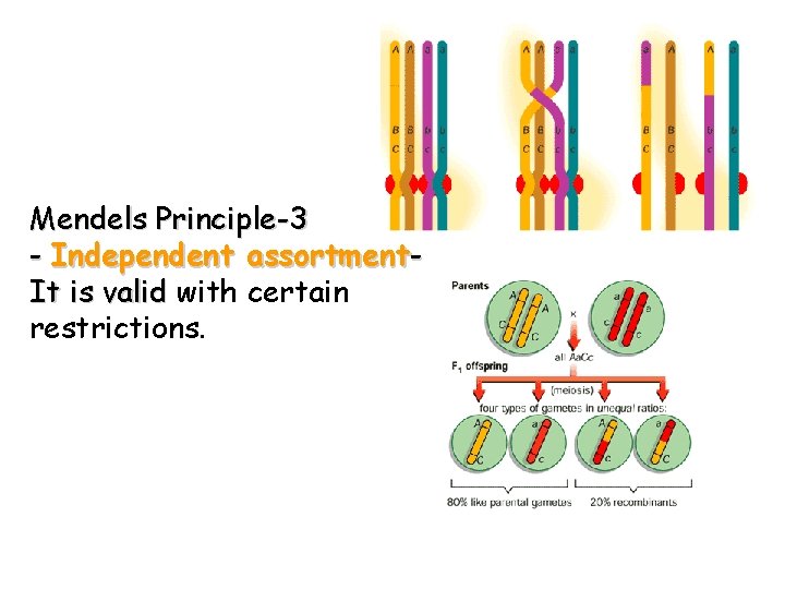 Mendels Principle-3 - Independent assortment. It is valid with certain restrictions. 