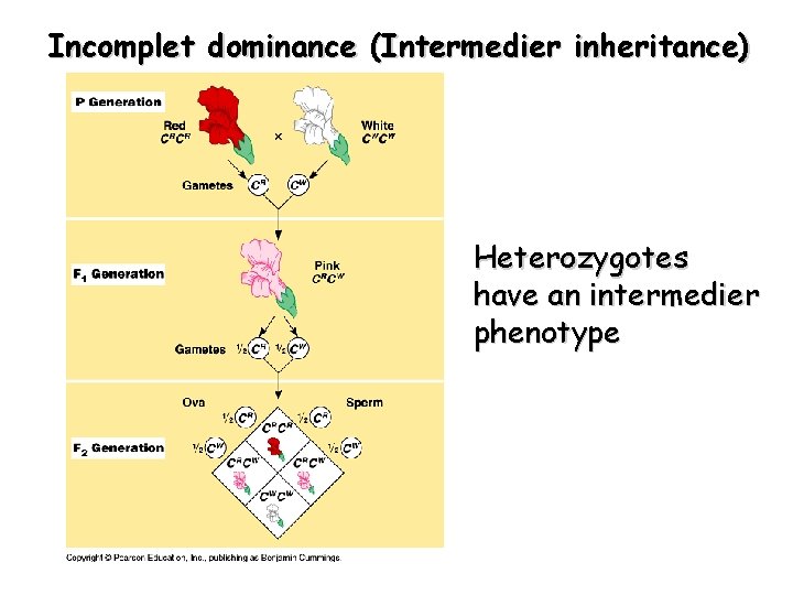 Incomplet dominance (Intermedier inheritance) Heterozygotes have an intermedier phenotype 