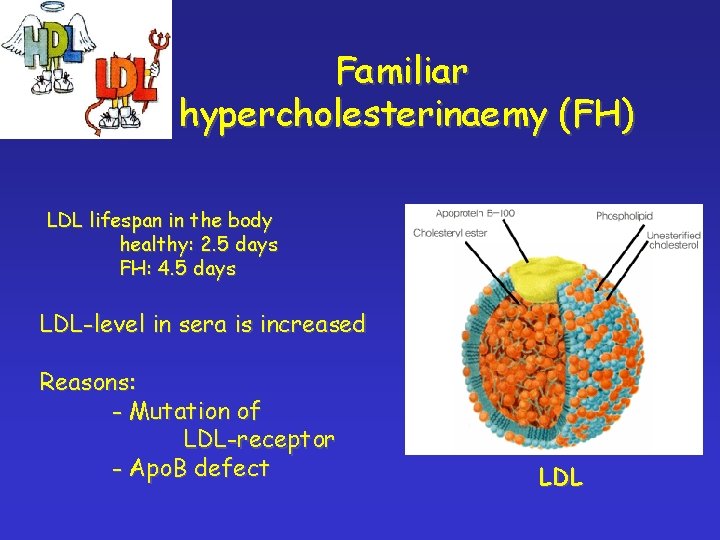 Familiar hypercholesterinaemy (FH) LDL lifespan in the body healthy: 2. 5 days FH: 4.