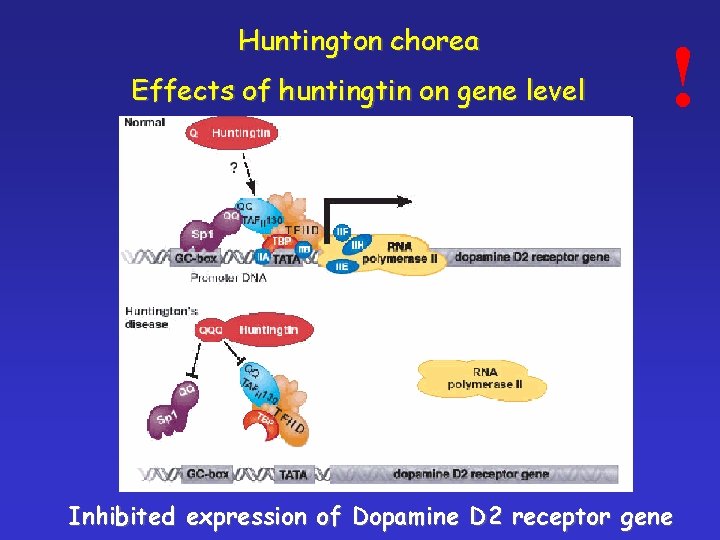 Huntington chorea Effects of huntingtin on gene level ! Inhibited expression of Dopamine D