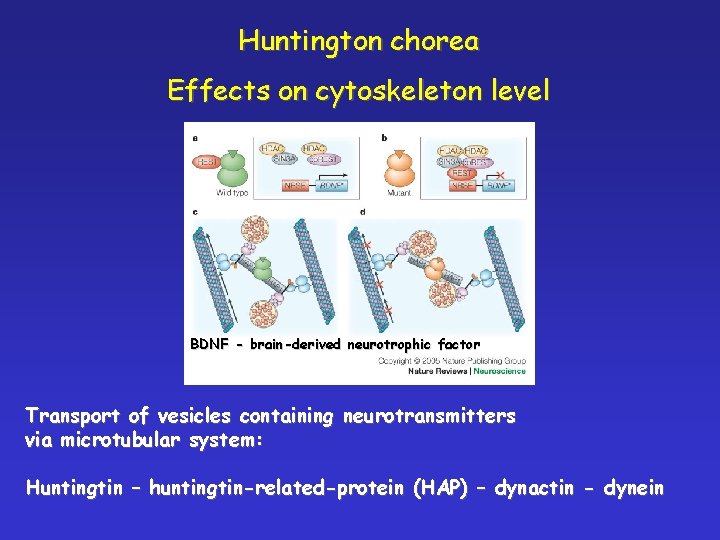 Huntington chorea Effects on cytoskeleton level BDNF - brain-derived neurotrophic factor Transport of vesicles