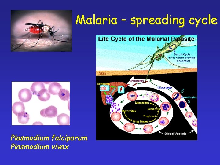 Malaria – spreading cycle Plasmodium falciparum Plasmodium vivax 