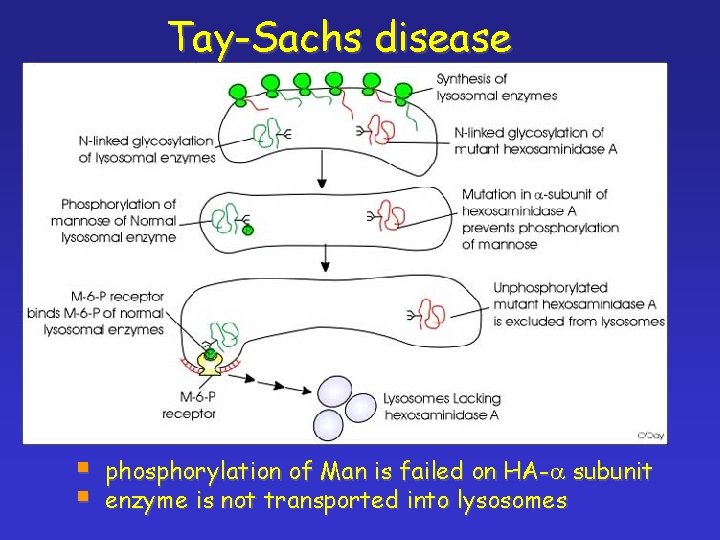 Tay-Sachs disease § § phosphorylation of Man is failed on HA-a subunit enzyme is