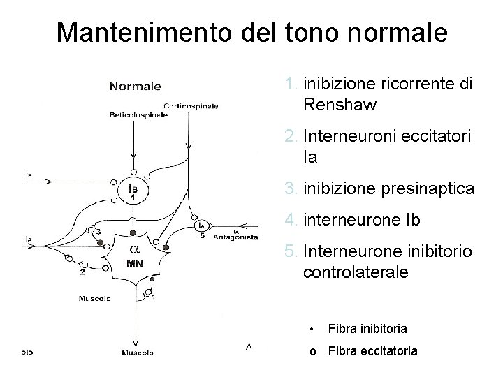 Mantenimento del tono normale 1. inibizione ricorrente di Renshaw 2. Interneuroni eccitatori Ia 3.