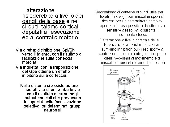 L’alterazione risiederebbe a livello dei gangli della base e nei circuiti talamo-corticali deputati all’esecuzione