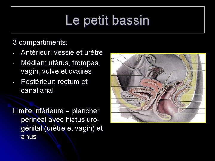 Le petit bassin 3 compartiments: - Antérieur: vessie et urètre - Médian: utérus, trompes,