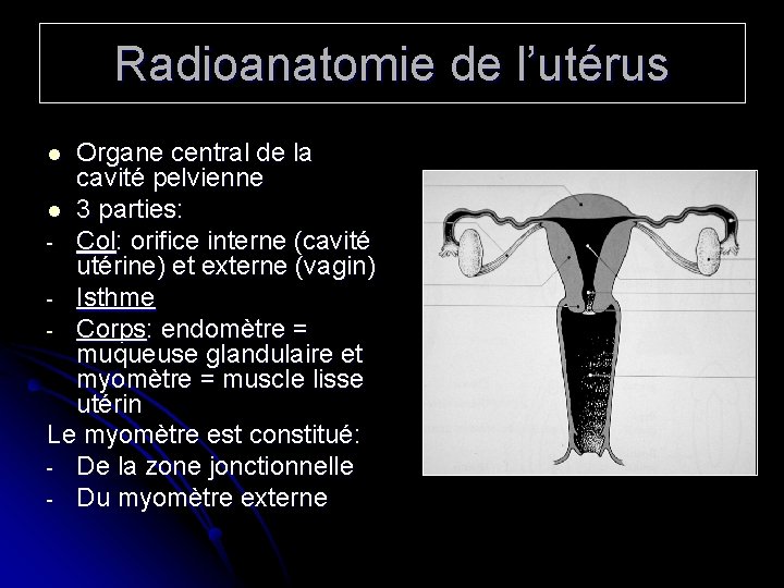 Radioanatomie de l’utérus Organe central de la cavité pelvienne l 3 parties: - Col: