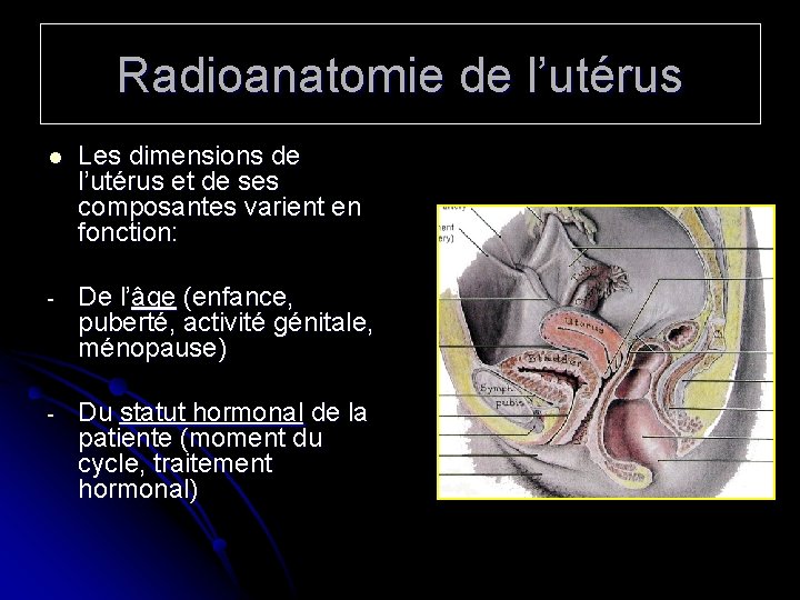 Radioanatomie de l’utérus l Les dimensions de l’utérus et de ses composantes varient en