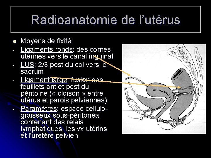 Radioanatomie de l’utérus l - - Moyens de fixité: Ligaments ronds: des cornes utérines
