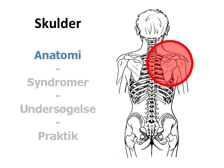 Skulder Anatomi Syndromer Undersøgelse Praktik 