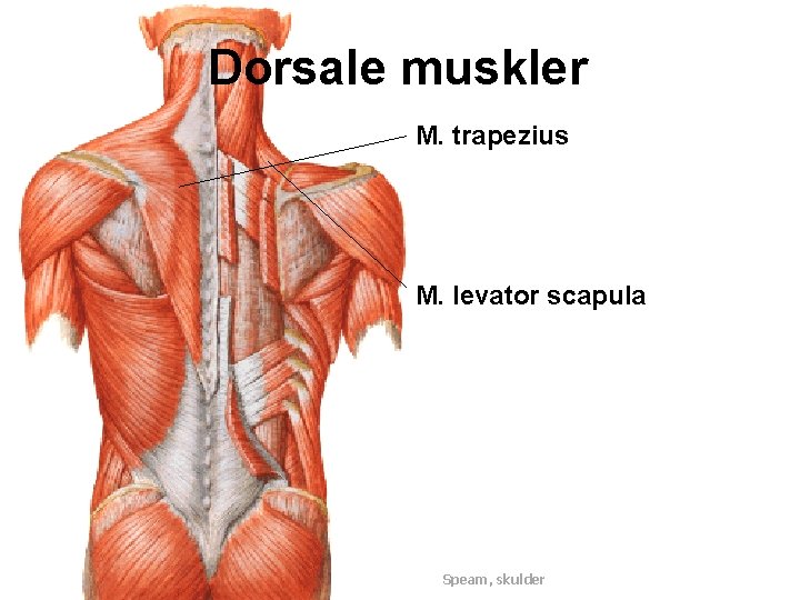 Dorsale muskler M. trapezius M. levator scapula Speam, skulder 