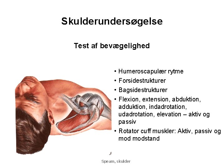 Skulderundersøgelse Test af bevægelighed • • Humeroscapulær rytme Forsidestrukturer Bagsidestrukturer Flexion, extension, abduktion, adduktion,