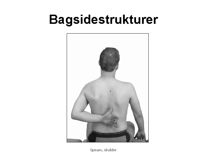 Bagsidestrukturer Speam, skulder 
