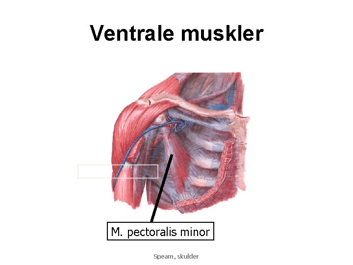 Ventrale muskler M. pectoralis minor Speam, skulder 